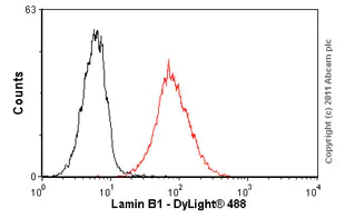 Flow Cytometry - Anti-Lamin B1 antibody [119D5-F1] - Nuclear Envelope Marker (AB8982)