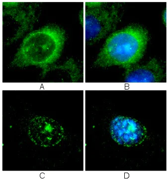 Immunocytochemistry/ Immunofluorescence - Anti-Lamin B1 antibody [119D5-F1] - Nuclear Envelope Marker (AB8982)