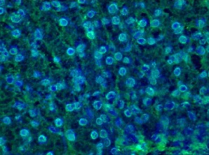 Anti-Lamin B1 antibody [119D5-F1] - Nuclear Envelope Marker