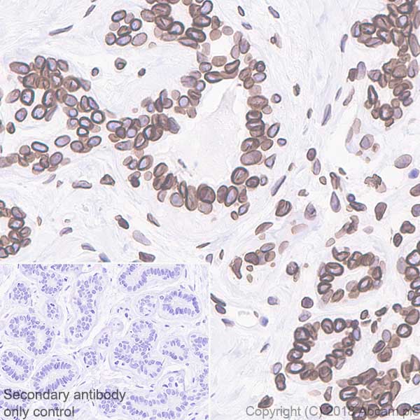 Immunohistochemistry (Formalin/PFA-fixed paraffin-embedded sections) - Anti-Lamin B1 antibody [EPR22165-121] - Nuclear Envelope Marker (ab229025), expandable thumbnail