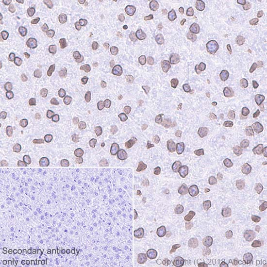 Immunohistochemistry (Formalin/PFA-fixed paraffin-embedded sections) - Anti-Lamin B1 antibody [EPR22165-121] - Nuclear Envelope Marker (AB229025), expandable thumbnail