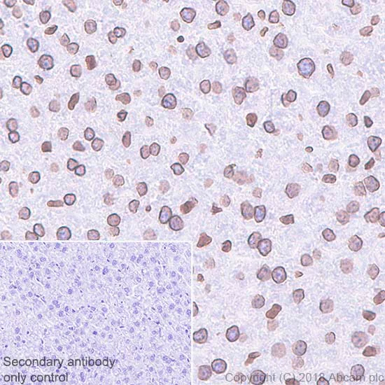 Immunohistochemistry (Formalin/PFA-fixed paraffin-embedded sections) - Anti-Lamin B1 antibody [EPR22165-121] - Nuclear Envelope Marker (AB229025)