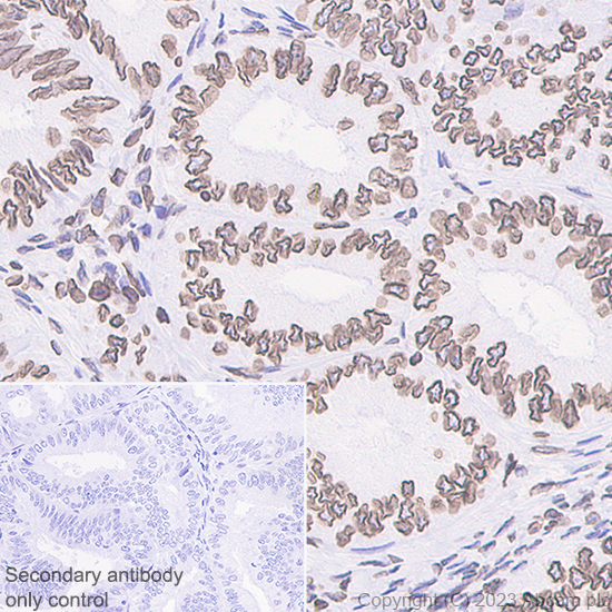 Immunohistochemistry (Formalin/PFA-fixed paraffin-embedded sections) - Anti-Lamin B1 antibody [EPR22165-121] - Nuclear Envelope Marker (ab229025), expandable thumbnail