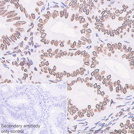 Immunohistochemistry (Formalin/PFA-fixed paraffin-embedded sections) - Anti-Lamin B1 antibody [EPR22165-121] - Nuclear Envelope Marker (AB229025)