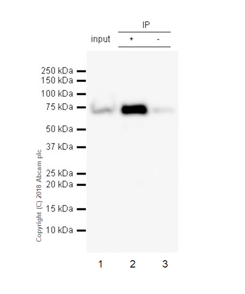 Immunoprecipitation - Anti-Lamin B1 antibody [EPR22165-121] - Nuclear Envelope Marker (ab229025), expandable thumbnail