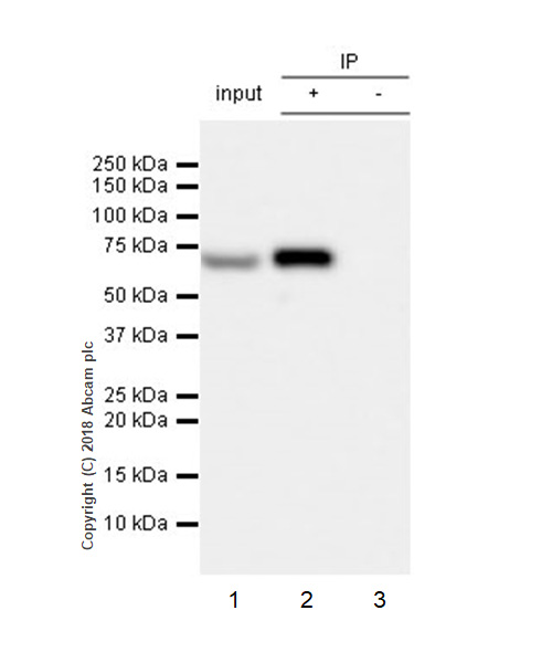 Immunoprecipitation - Anti-Lamin B1 antibody [EPR22165-121] - Nuclear Envelope Marker (ab229025), expandable thumbnail
