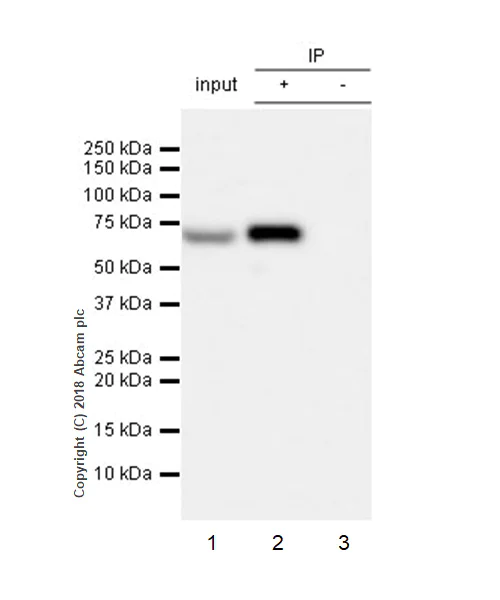 Immunoprecipitation - Anti-Lamin B1 antibody [EPR22165-121] - Nuclear Envelope Marker (AB229025)