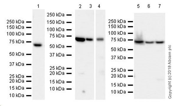 Western blot - Anti-Lamin B1 antibody [EPR22165-121] - Nuclear Envelope Marker (ab229025), expandable thumbnail
