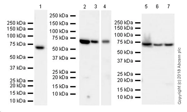 Western blot - Anti-Lamin B1 antibody [EPR22165-121] - Nuclear Envelope Marker (AB229025)