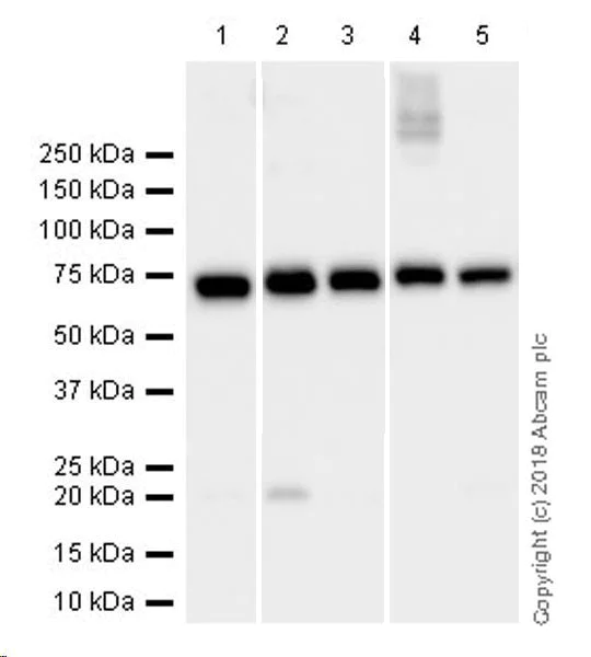 Western blot - Anti-Lamin B1 antibody [EPR22165-121] - Nuclear Envelope Marker (AB229025)