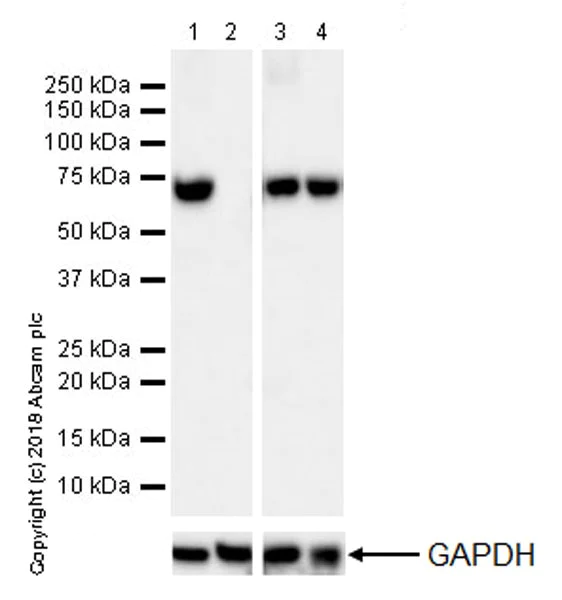 Western blot - Anti-Lamin B1 antibody [EPR22165-121] - Nuclear Envelope Marker (AB229025)