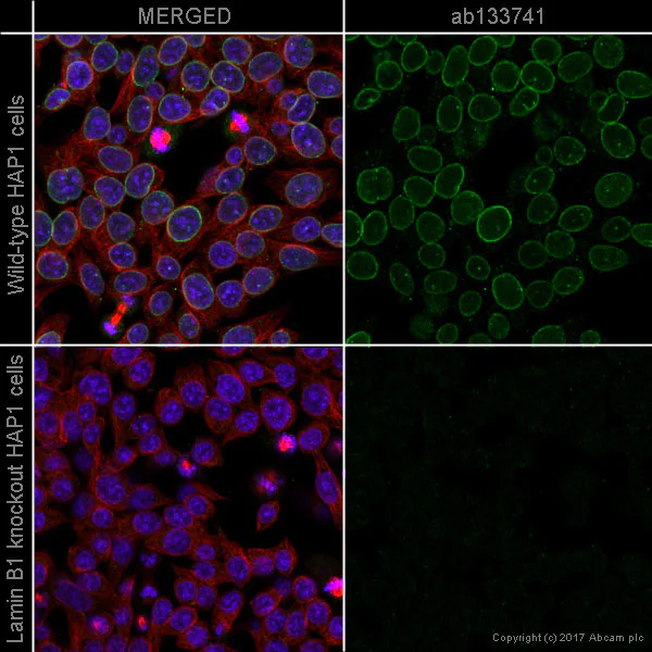 Immunocytochemistry/ Immunofluorescence - Anti-Lamin B1 antibody [EPR8985(B)] - BSA and Azide free (AB220797)