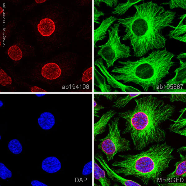 Immunocytochemistry/ Immunofluorescence - Anti-Lamin B1 antibody [EPR8985(B)] - BSA and Azide free (AB220797)