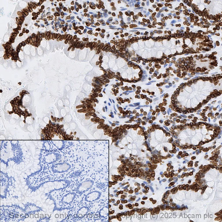 Immunohistochemistry (Formalin/PFA-fixed paraffin-embedded sections) - Anti-Lamin B1 antibody [EPR8985(B)] - BSA and Azide free (AB220797)