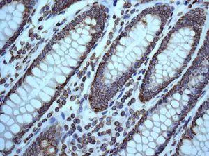 Immunohistochemistry (Formalin/PFA-fixed paraffin-embedded sections) - Anti-Lamin B1 antibody [EPR8985(B)] - BSA and Azide free (AB220797)