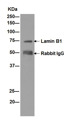 Immunoprecipitation - Anti-Lamin B1 antibody [EPR8985(B)] - BSA and Azide free (AB220797)