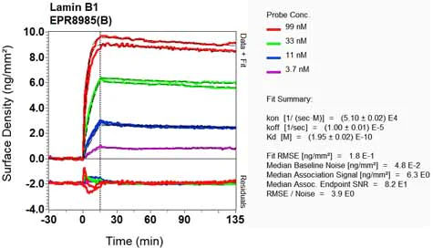 OI-RD Scanning - Anti-Lamin B1 antibody [EPR8985(B)] - BSA and Azide free (AB220797)