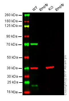 Western blot - Anti-Lamin B1 antibody [EPR8985(B)] - BSA and Azide free (AB220797)