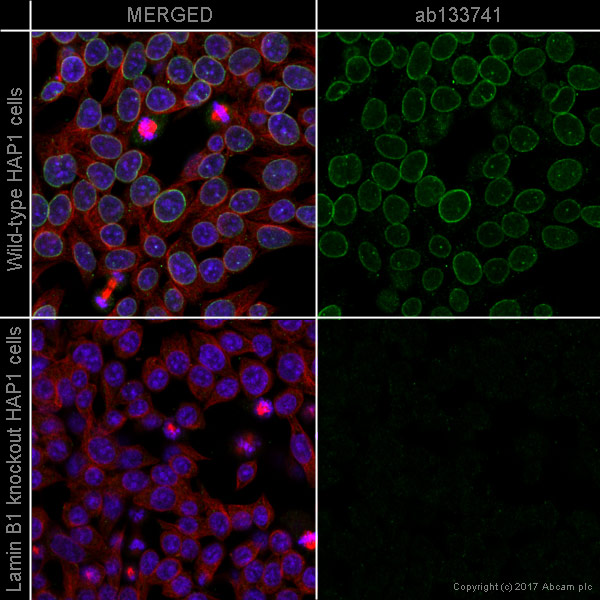 Immunocytochemistry/ Immunofluorescence - Anti-Lamin B1 antibody [EPR8985(B)] - Nuclear Envelope Marker (AB133741), expandable thumbnail
