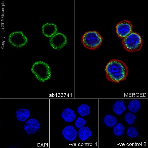 Immunocytochemistry/ Immunofluorescence - Anti-Lamin B1 antibody [EPR8985(B)] - Nuclear Envelope Marker (AB133741), expandable thumbnail