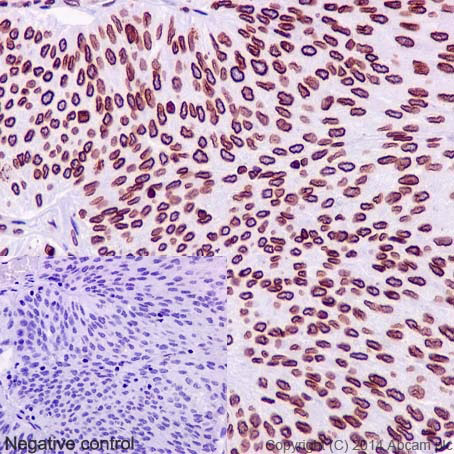 Immunohistochemistry (Formalin/PFA-fixed paraffin-embedded sections) - Anti-Lamin B1 antibody [EPR8985(B)] - Nuclear Envelope Marker (AB133741), expandable thumbnail