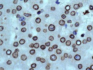 Immunohistochemistry (Formalin/PFA-fixed paraffin-embedded sections) - Anti-Lamin B1 antibody [EPR8985(B)] - Nuclear Envelope Marker (ab133741), expandable thumbnail