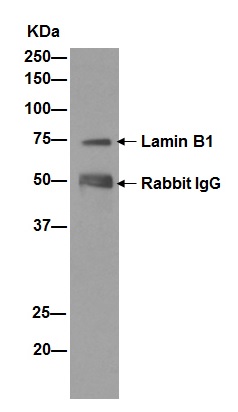 Immunoprecipitation - Anti-Lamin B1 antibody [EPR8985(B)] - Nuclear Envelope Marker (ab133741), expandable thumbnail