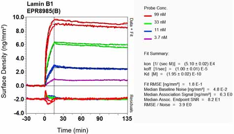OI-RD Scanning - Anti-Lamin B1 antibody [EPR8985(B)] - Nuclear Envelope Marker (ab133741), expandable thumbnail