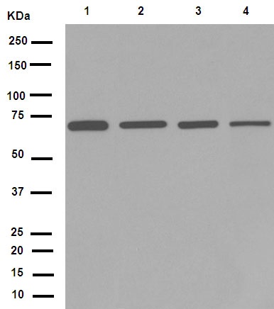 Western blot - Anti-Lamin B1 antibody [EPR8985(B)] - Nuclear Envelope Marker (ab133741), expandable thumbnail