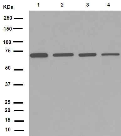 Western blot - Anti-Lamin B1 antibody [EPR8985(B)] - Nuclear Envelope Marker (AB133741)