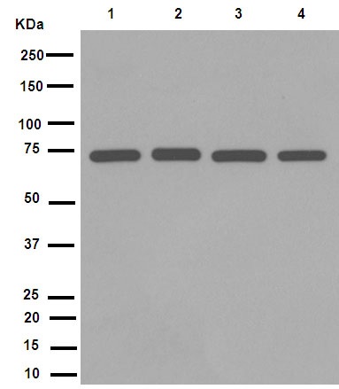 Western blot - Anti-Lamin B1 antibody [EPR8985(B)] - Nuclear Envelope Marker (ab133741), expandable thumbnail