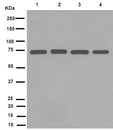Western blot - Anti-Lamin B1 antibody [EPR8985(B)] - Nuclear Envelope Marker (AB133741)