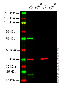 Western blot - Anti-Lamin B1 antibody [EPR8985(B)] - Nuclear Envelope Marker (AB133741), expandable thumbnail