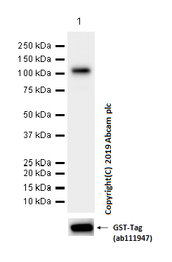 Western blot - Anti-Lamin B1 antibody [EPR8985(B)] - Nuclear Envelope Marker (ab133741), expandable thumbnail