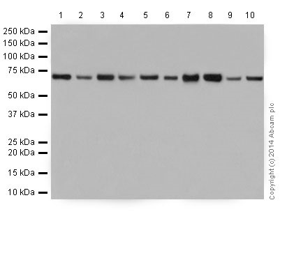 Western blot - Anti-Lamin B1 antibody [EPR8985(B)] - Nuclear Envelope Marker (ab133741), expandable thumbnail