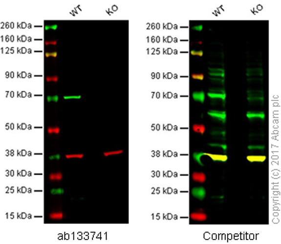 Western blot - Anti-Lamin B1 antibody [EPR8985(B)] - Nuclear Envelope Marker (ab133741), expandable thumbnail