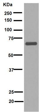 Western blot - Anti-Lamin B1 antibody [EPR8985(B)] - Nuclear Envelope Marker (ab133741), expandable thumbnail