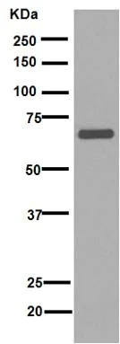 Western blot - Anti-Lamin B1 antibody [EPR8985(B)] - Nuclear Envelope Marker (AB133741)
