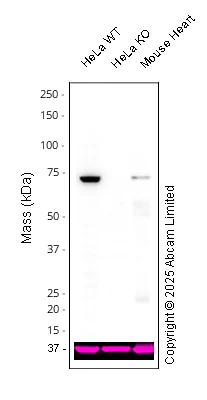 Western blot - Anti-Lamin B1 antibody [EPR8985(B)] - Nuclear Envelope Marker - Mouse IgG1 (Chimeric) (AB324446)