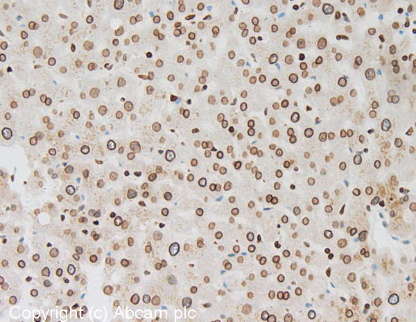 Immunohistochemistry (Formalin/PFA-fixed paraffin-embedded sections) - Anti-Lamin B1 antibody - Nuclear Envelope Marker (AB16048)