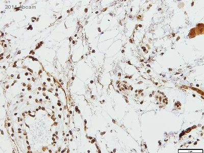 Immunohistochemistry (Formalin/PFA-fixed paraffin-embedded sections) - Anti-Lamin B1 antibody - Nuclear Envelope Marker (AB16048)