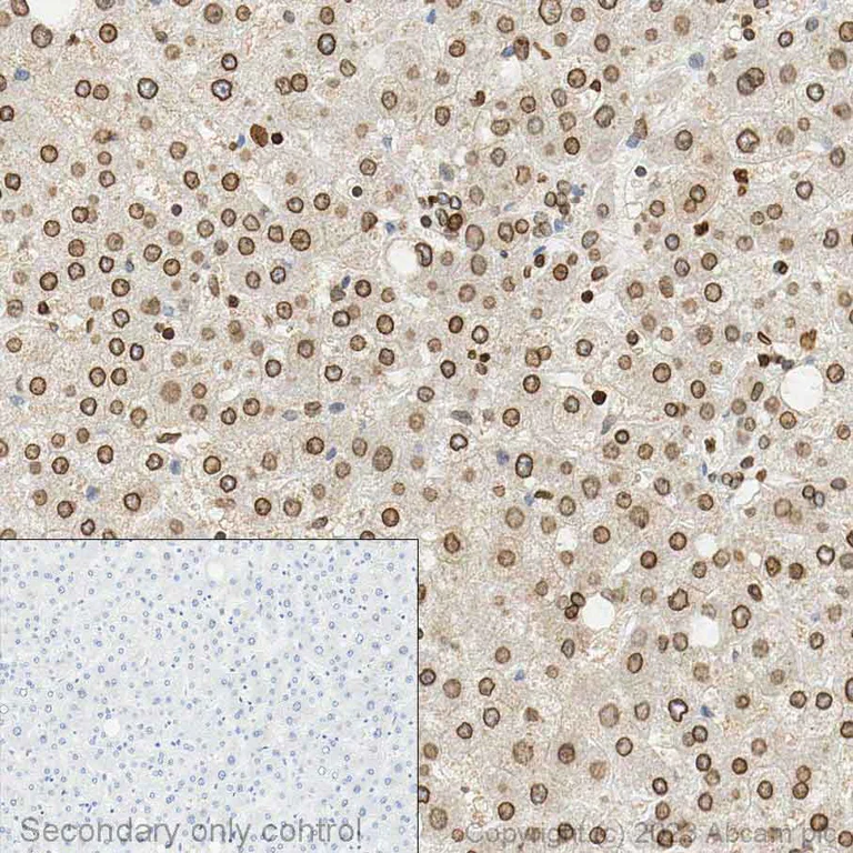 Immunohistochemistry (Formalin/PFA-fixed paraffin-embedded sections) - Anti-Lamin B1 antibody - Nuclear Envelope Marker (AB16048)