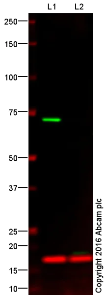 Western blot - Anti-Lamin B1 antibody - Nuclear Envelope Marker (AB16048)