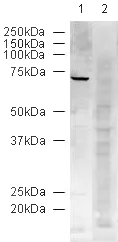 Western blot - Anti-Lamin B1 antibody - Nuclear Envelope Marker (AB16048)