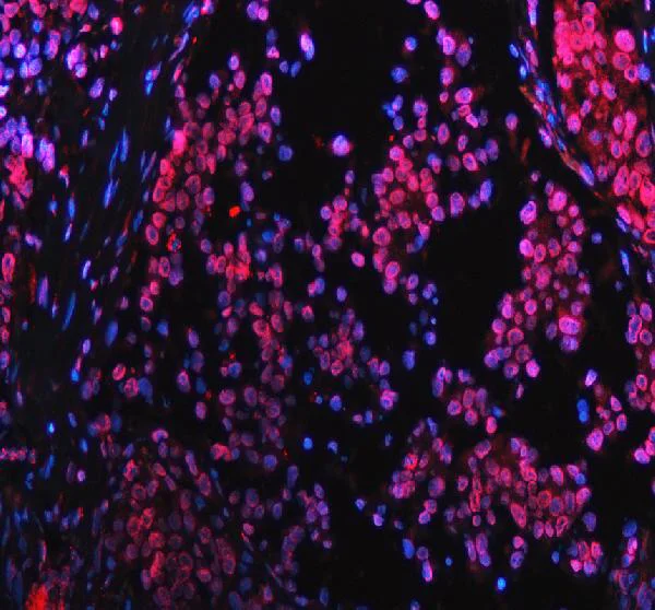 Immunocytochemistry/ Immunofluorescence - Anti-Lamin B1 antibody - Nuclear Envelope Marker (AB65986)