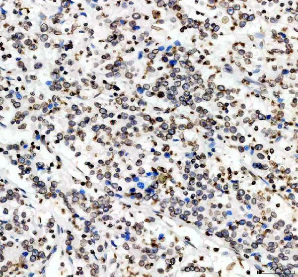 Immunohistochemistry (Formalin/PFA-fixed paraffin-embedded sections) - Anti-Lamin B1 antibody - Nuclear Envelope Marker (AB65986)