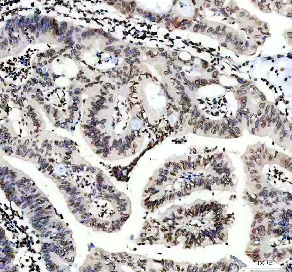 Immunohistochemistry (Formalin/PFA-fixed paraffin-embedded sections) - Anti-Lamin B1 antibody - Nuclear Envelope Marker (AB65986)