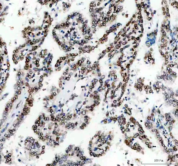 Immunohistochemistry (Formalin/PFA-fixed paraffin-embedded sections) - Anti-Lamin B1 antibody - Nuclear Envelope Marker (AB65986)