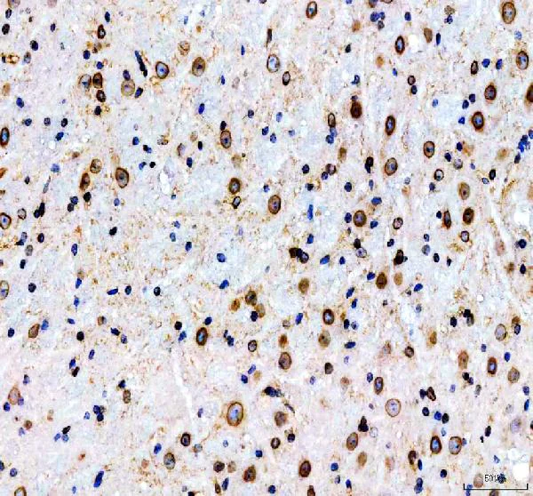 Immunohistochemistry (Formalin/PFA-fixed paraffin-embedded sections) - Anti-Lamin B1 antibody - Nuclear Envelope Marker (AB65986)