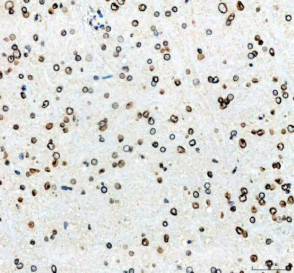 Immunohistochemistry (Formalin/PFA-fixed paraffin-embedded sections) - Anti-Lamin B1 antibody - Nuclear Envelope Marker (AB65986)